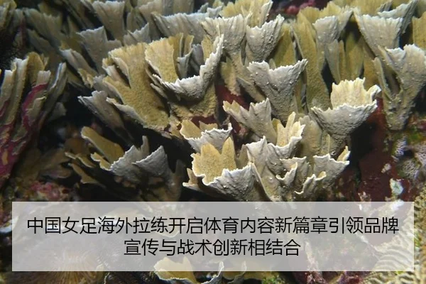 中国女足海外拉练开启体育内容新篇章引领品牌宣传与战术创新相结合